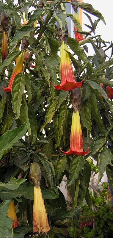 brugmansia sanguinea / durman krvav