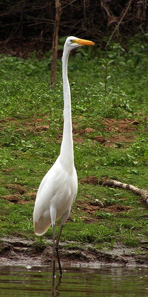 ardea alba egretta / volavka bílá americká