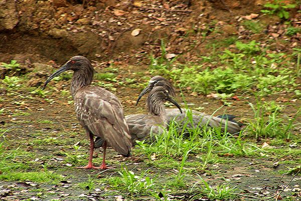 theristicus caerulescens / ibis bloel