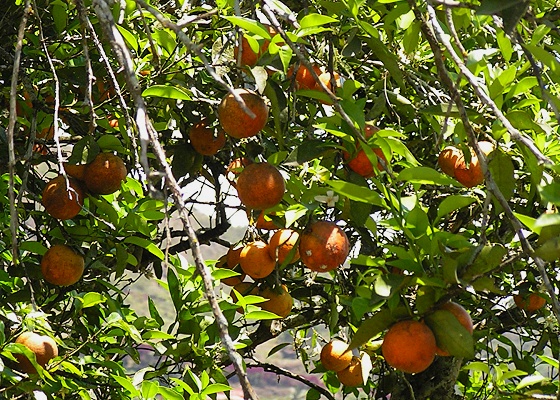 citrus x sinensis / pomerančovník čínský