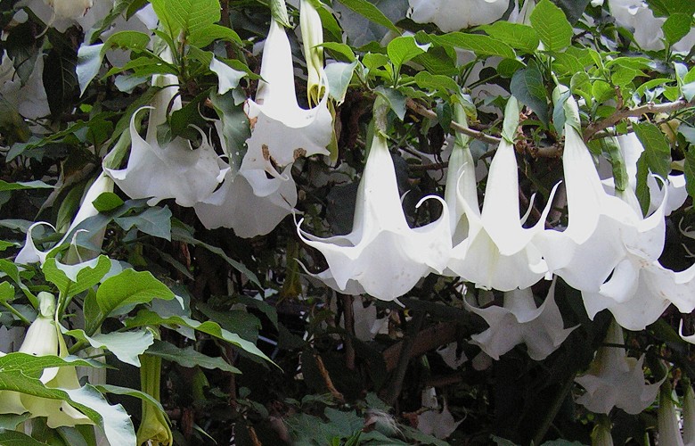 brugmansia arborea / durmanovec stromovit