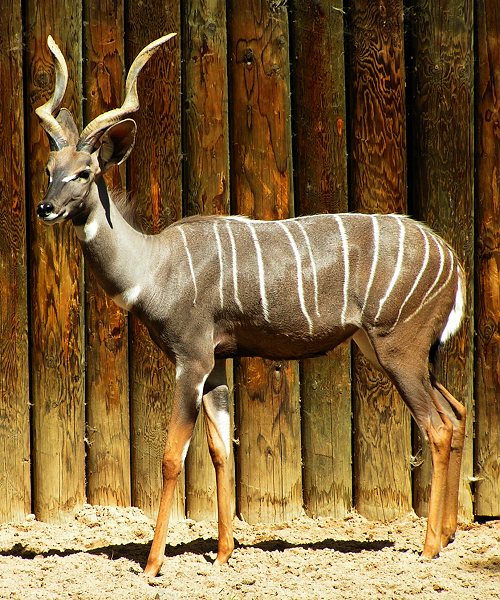 tragelaphus imberbis australis / kudu mal ''australis''