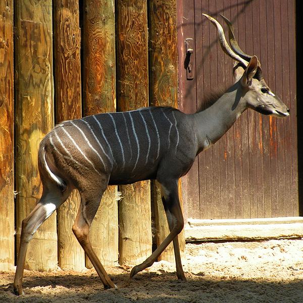 tragelaphus imberbis australis / kudu mal ''australis''