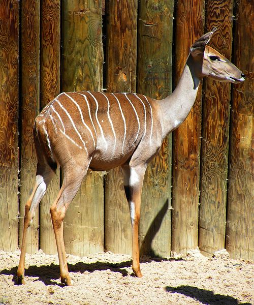 kudu mal ''australis'' / tragelaphus imberbis australis