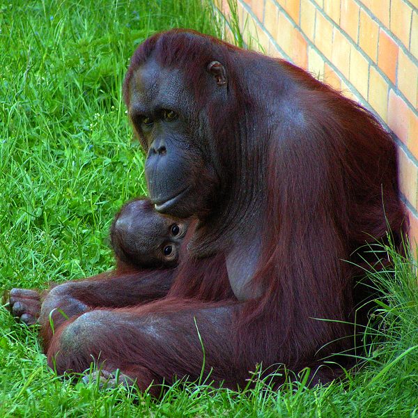 orangutan bornejský / pongo pygmaeus pygmaeus