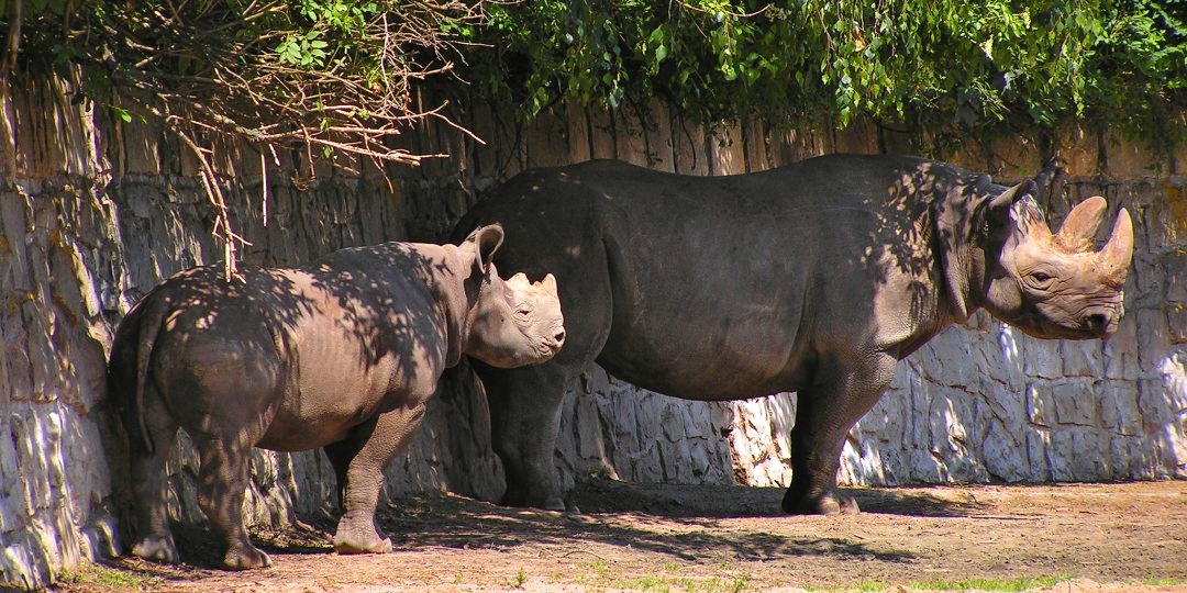 diceros bicornis michaeli / nosoroec dvouroh vchodn