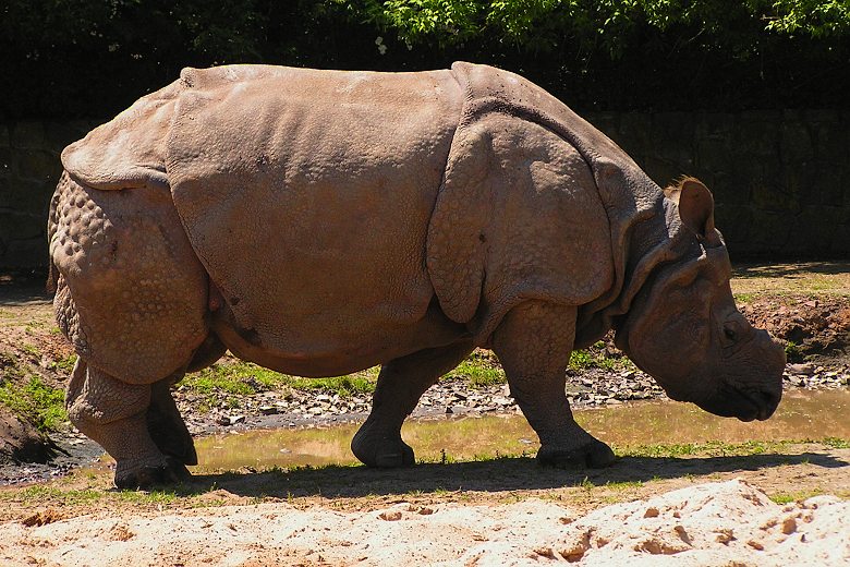 rhinoceros unicornis / nosorožec indický