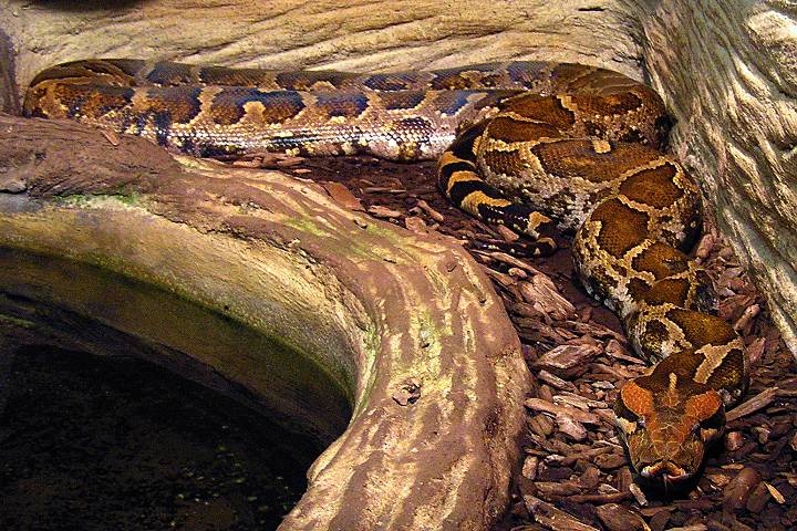 python molurus / krajta tygrovit