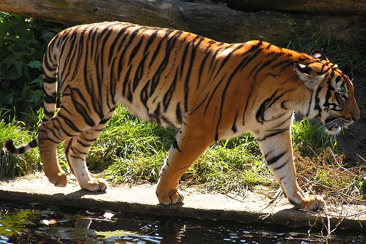 panthera tigris jacksoni / tygr Jacksonův