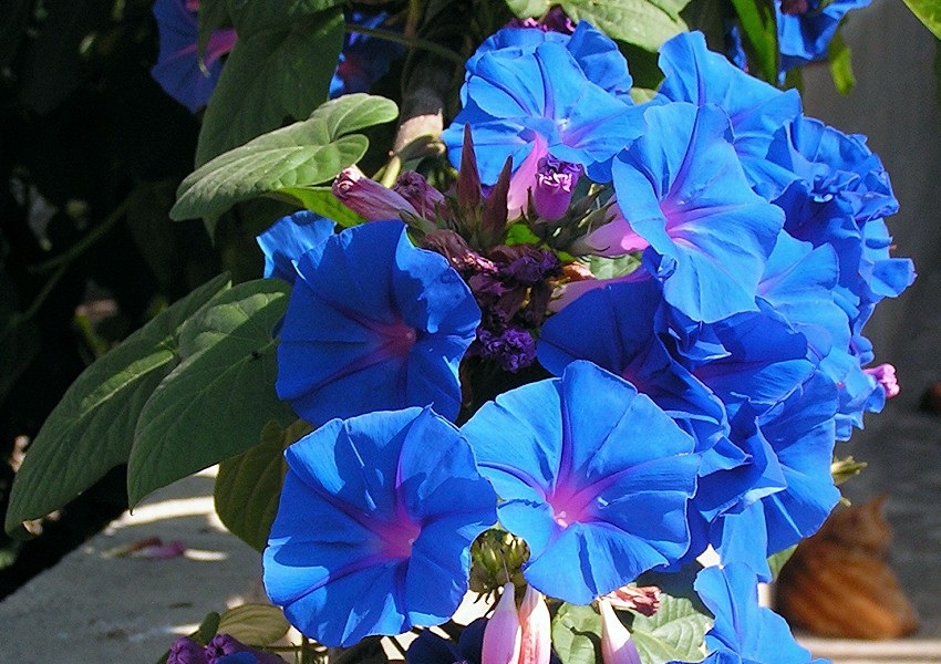 ipomoea tricolor / povijnice trojbarv