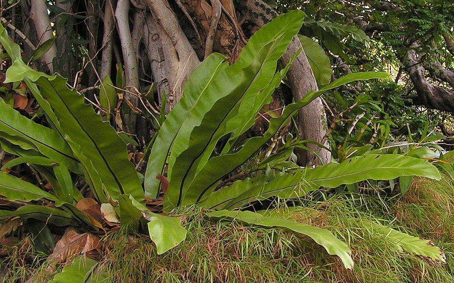 asplenium nidus / slezink hnzdovit