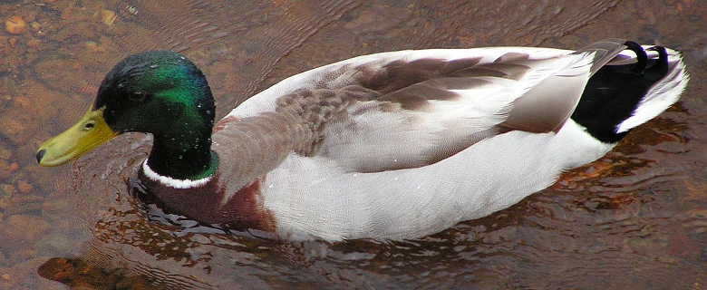 kachna divok / anas platyrhynchos platyrhynchos