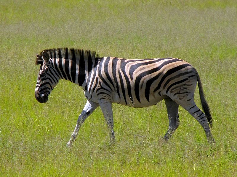 zebra Burchellova / equus quagga burchellii