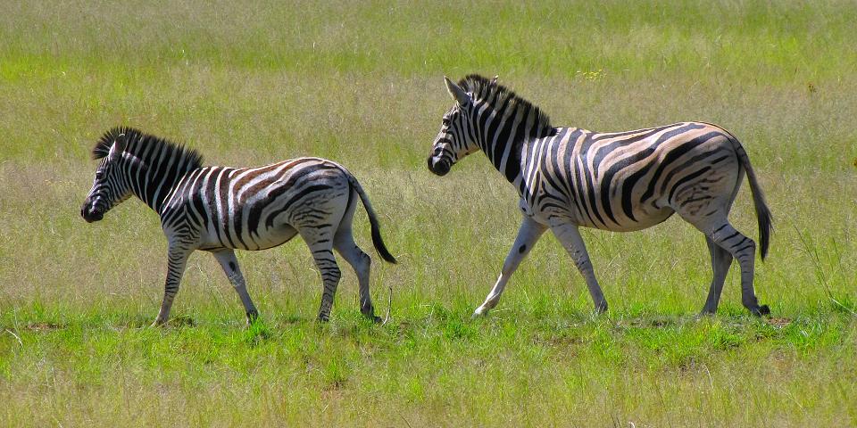 zebra Burchellova / equus quagga burchellii