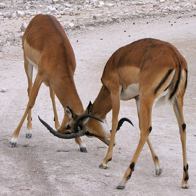 impala ernoel / aepyceros petersi