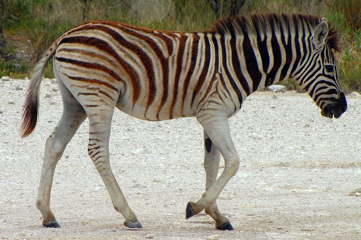equus quagga burchellii / zebra Burchellova