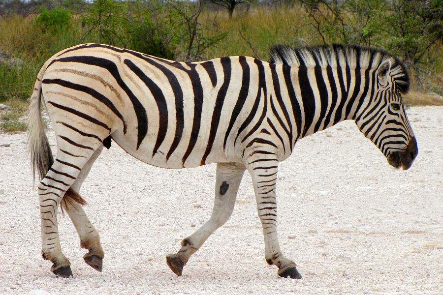 equus quagga burchellii / zebra Burchellova
