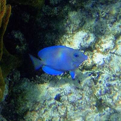bodlok modrý / acanthurus coeruleus