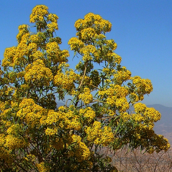 ''barkleyanthus salicifolius''