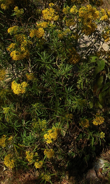 ''barkleyanthus salicifolius''