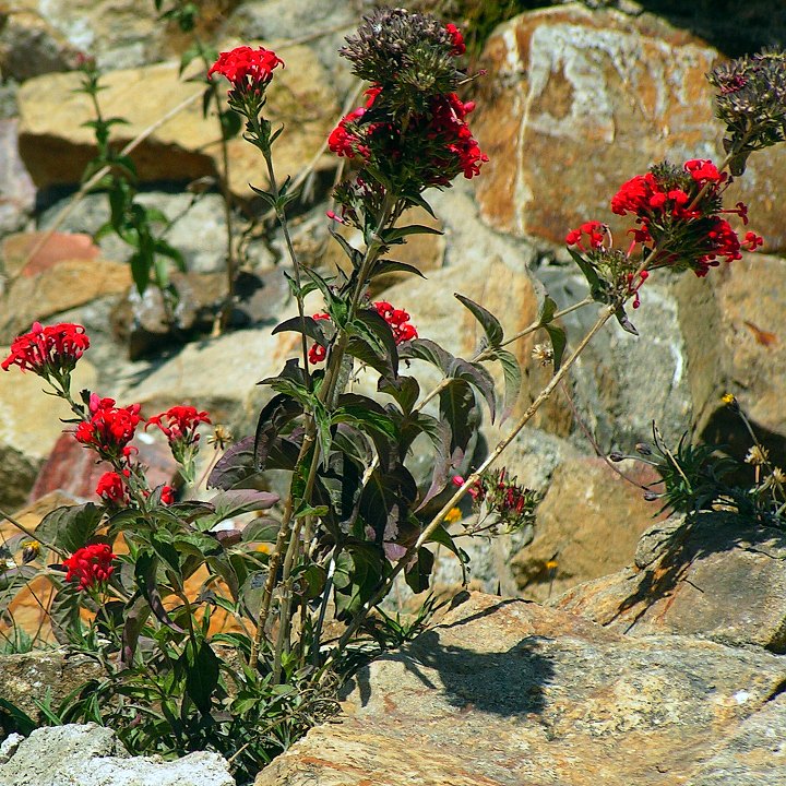 bouvardia viminalis