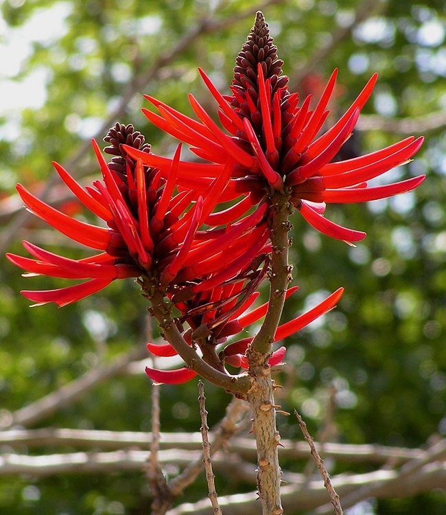 erythrina speciosa / zardnice ndhern