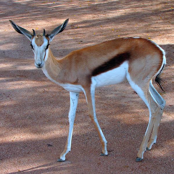 antidorcas marsupialis hofmeyri / antilopa skkav ''hofmeyri''