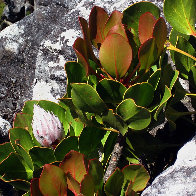 protea krlovsk / protea cynaroides