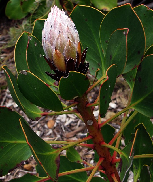 protea cynaroides / protea krlovsk