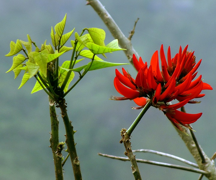 zardnice pestr / erythrina variegata