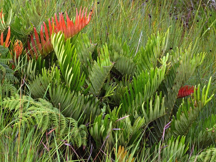 ebrovice ''blechnum tabulare''