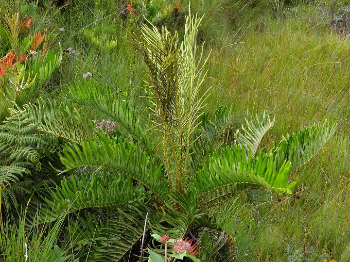 ebrovice ''blechnum tabulare''