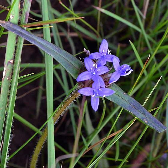 brotovec ''spermacoce dibrachiata''