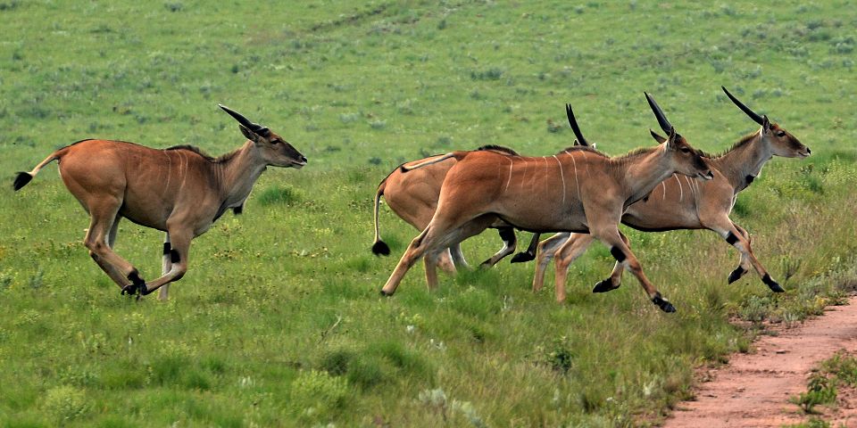 taurotragus oryx livingstonei / antilopa losí ''livingstonei''