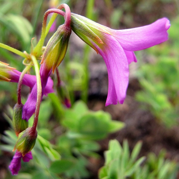 oxalis chapmaniae