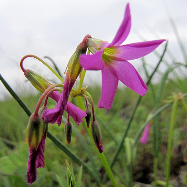 oxalis chapmaniae