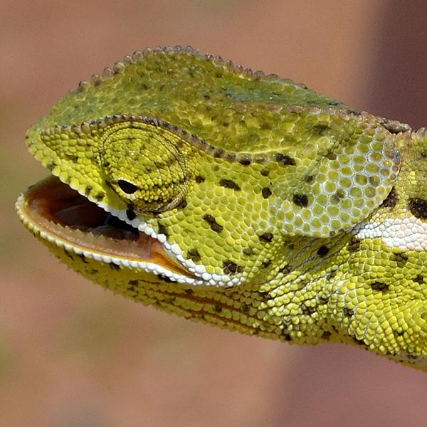 chameleon límcový / chamaeleo dilepis