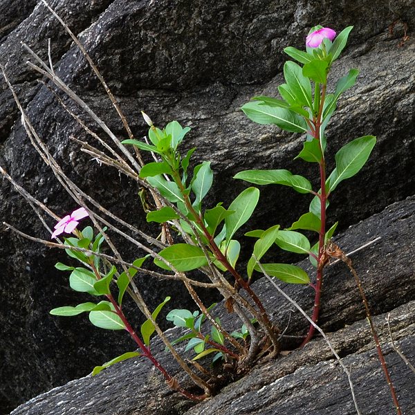 barvnkovec rov / catharanthus roseus