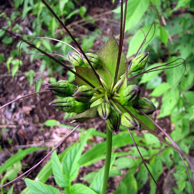 tacca leontopetaloides / taka protisen