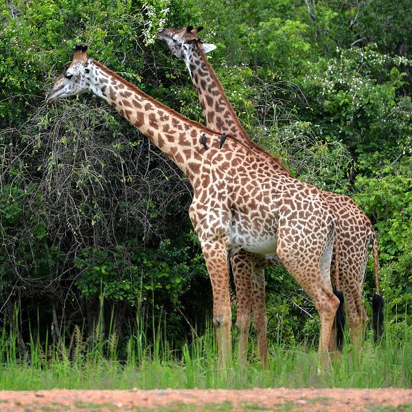 žirafa zambijská / giraffa camelopardalis thornicrofti