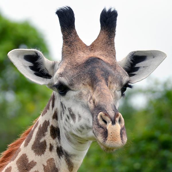 žirafa zambijská / giraffa camelopardalis thornicrofti