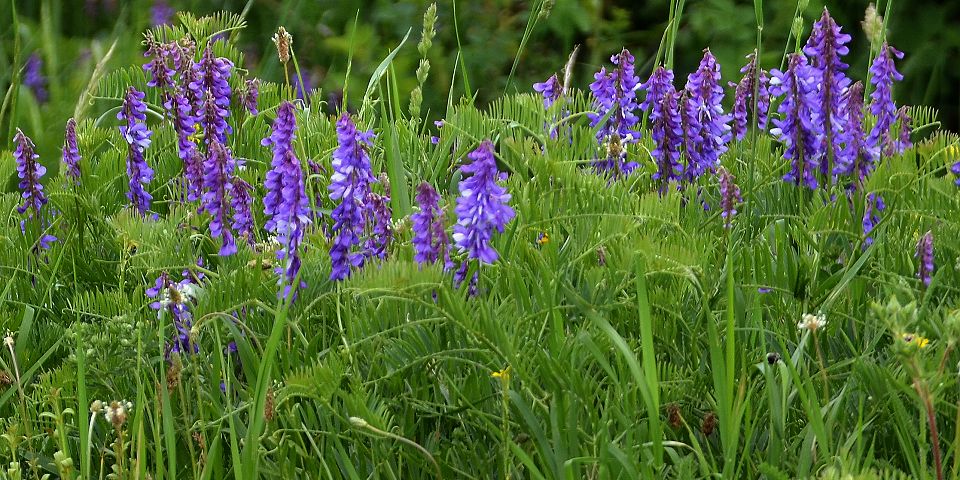 vikev huat / vicia villosa