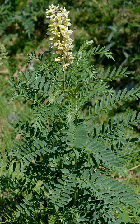 sophora alopecuroides