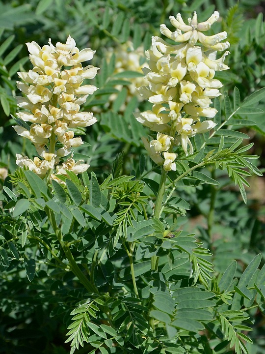 jerln ''sophora alopecuroides''