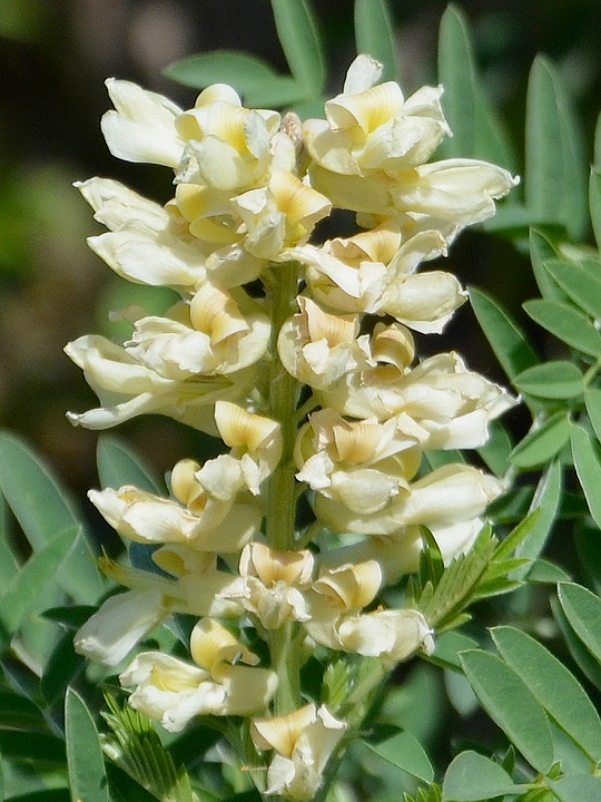 sophora alopecuroides