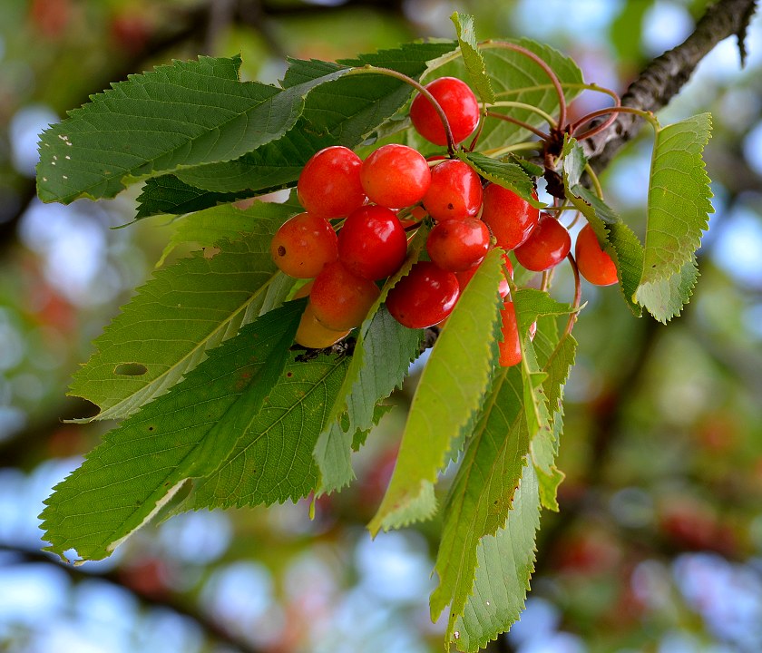 prunus avium / tee obecn