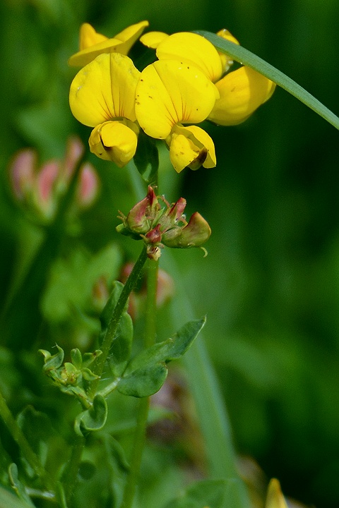 lotus corniculatus / trovnk rkat