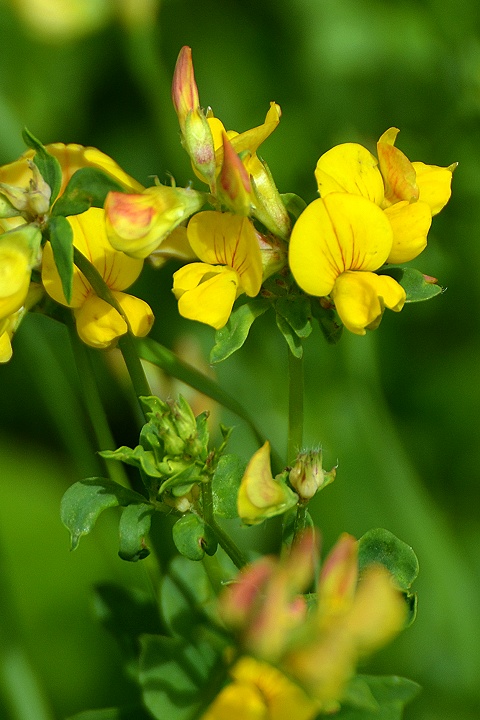 lotus corniculatus / trovnk rkat