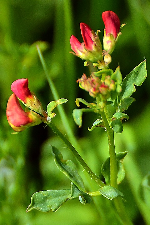 lotus corniculatus / trovnk rkat