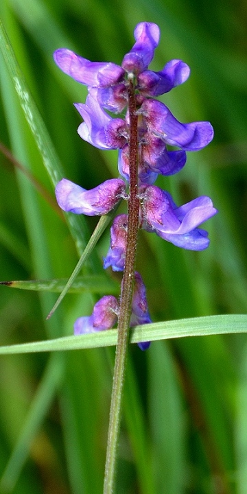 vicia cracca / vikev pta